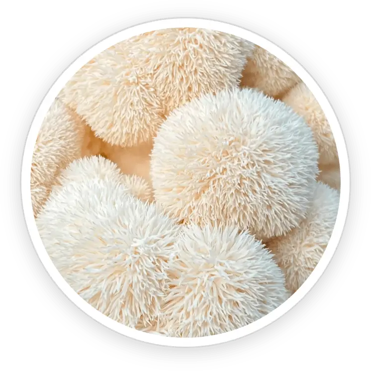 PrimeBiome ingredient Organic Lion's Mane mushroom gut brain health